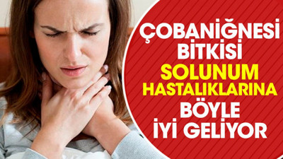 Solunum hastalıklarına iyi gelen mucize ot