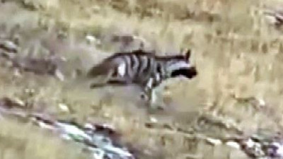 Yozgat’ta çizgili sırtlan görüntülendi