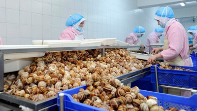 Türkler yemiyor 7 ülke kapışıyor. Bin 77 kilo tutuldu, 11 milyon 625 bin dolara satıldı