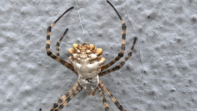 Argiope lobata Türkiye’de bir ilde daha görüldü. Hızla yayılıyor