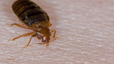 Fransa’yı tahtakurusu bastı. Hükümet alarm verdi