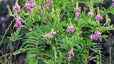 Anne sütünü artırmasına iyi gelen ot