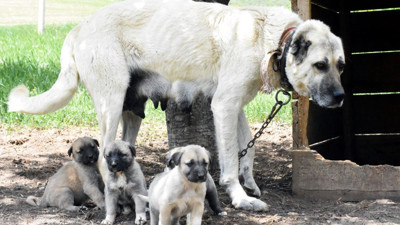 Kangallarla ilgili gerçek yapay zekayla ortaya çıktı. Bilim dünyası mercek altına aldı
