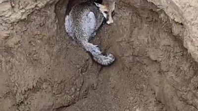 Çukura düşen tilki kurtarıldı