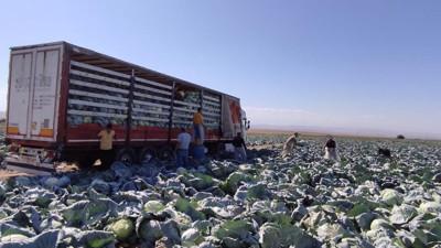 20 bin dekara ekildi kilosu 30 TL'den kapışılıyor. Kansere "dur" diyor kolesterolü düşürüyor