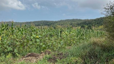 Mısır tarlasında domuz yerine vurdu. Ağıtlar yükseldi