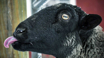 Mavi dil hastalığı nedir, nasıl bulaşır? (01 Ekim 2023)