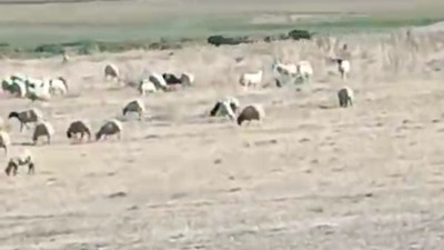 Aç kalan domuz sürüsü mahalleye indi (01 Ekim 2023)