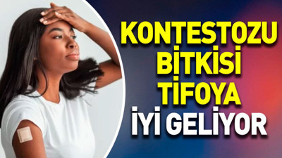 Tifoya iyi gelen mucize otun faydaları saymakla bitmiyor