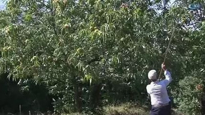 Üretici kan ağlıyor. Dağlardan toplanıyor hasadı 3 hafta geç yapılacak