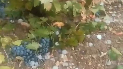 Dolu yağışı üzüm bağlarını vurdu