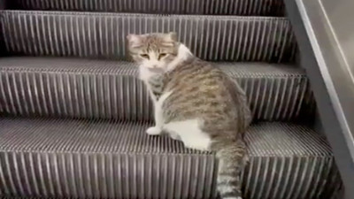 İstanbul'un meşhur kedileri...