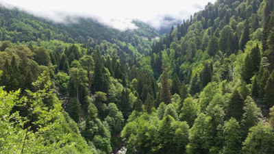 Ormandan bedava topluyorlar çuval çuval satıyorlar. Marketlerde kilosu 30 TL'ye satılıyor