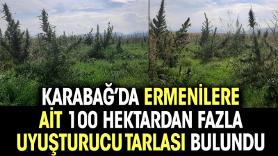 Karabağ’da Ermenilere ait 100 hektardan fazla uyuşturucu tarlası bulundu