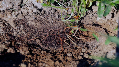 Ot bitmeyen arazide ekilecek her yer kan kırmızısına bürünecek. 1740’da adını Türkiye’nin şehrinden almıştı