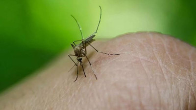 KKTC'de Batı Nil Virüsü vakası tespit edildi