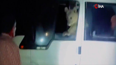 Bitlis'te aç kalan ayı kamp yapanların minibüsüne girip erzaklarını yedi