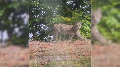 Tokat’ta nesli tükenme tehlikesi altında olan vaşak görüntülendi