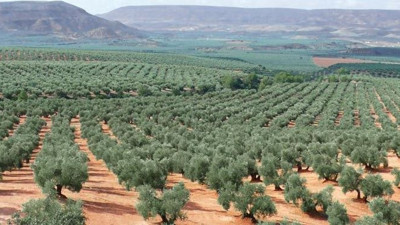 Tanesi 70 sıvısı 190 TL'den satılıyor. Türkiye'nin sebze ve meyve şehrinde köylü para basacak
