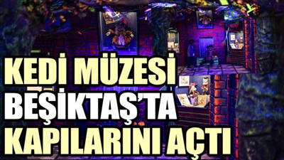 Kedi Müzesi Beşiktaş’ta kapılarını açtı