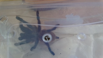 Mısır’dan getirdi: Aksaray’da mısır yılanı ve tarantulayı satmak isterken yakalandı