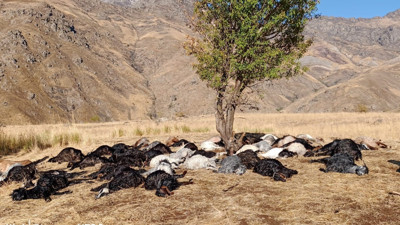 Derecik’te yıldırım düştü 62 hayvan telef oldu