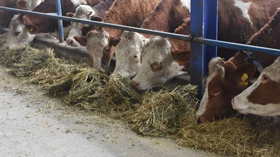 İthalat arttıkça yerli hayvan sayısı düşüyor: AKP ithalat 2023’te bitecek demişti