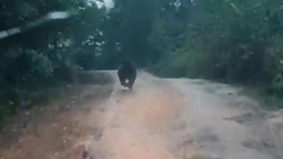 Yavru ayıyı aracıyla kovaladı