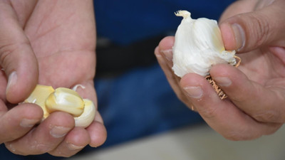 Taşköprü sarımsağının Çin sarımsağına beş bastığı ortaya çıktı. Yerli malı yurdun malı herkes kullanmalı