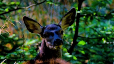 Nesli tükenmekte olan Kızıl Geyik Bursa'da yürüyüş yaparken görüntülendi