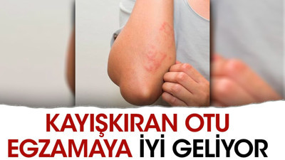 Egzamaya iyi gelen ot (07 Ekim 2023)