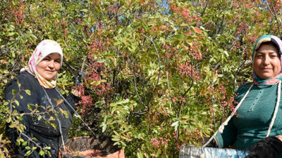 Köylü dağdan topluyor kilosunu 80 TL'ye satıyor. Öksürüğü bitiriyor terlemeyi durduruyor