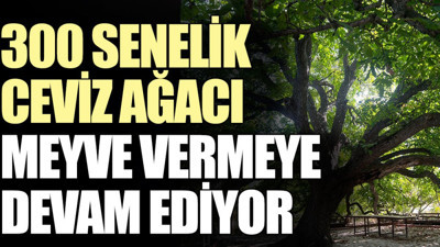 300 senelik ceviz ağacı meyve vermeye devam ediyor