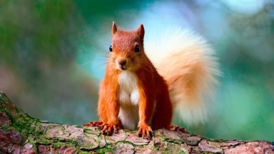 Rüyada sincap görmek ne demek? Rüyada sincap görmek neye işaret?