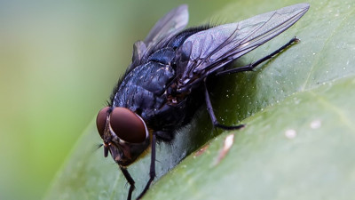 Rüyada sinek görmek ne demek? Rüyada sinek görmek neye işaret?