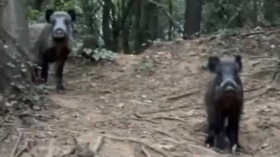 Sarıyer'i domuzlar bastı. Sürücü pisi pisi diye çağırdı