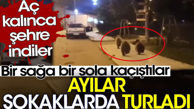 Ayılar aç kalınca şehre inip sokakları turladı