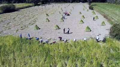 Tadını iyotlu rüzgardan alıyor dünyada sadece Türkiye'de yetişiyor. Japonlar hepsini alıyor suşinin içine katıyor.