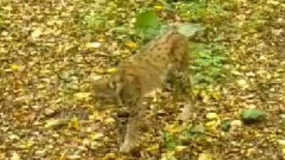 Ormanın hayaleti fotokapanda