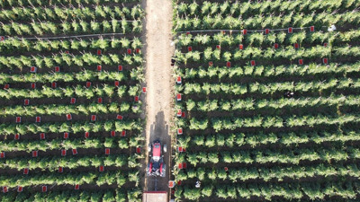 10 köydeki 2500 dekara ekildi tarlada kilosu 15 TL'den satılıyor. Köylü bayram ediyor şafak vakti topluyor