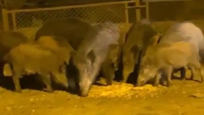 İstanbul'un göbeğini domuz sürüsü bastı