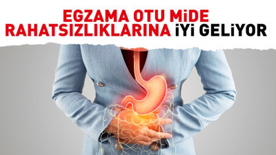 Mide rahatsızlıklarına iyi gelen ot (10 Ekim 2023)