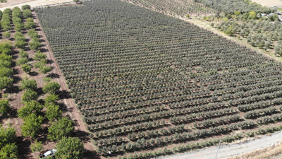 Köylü toplamaya yetişemiyor tarlada kilosu 3 markette 30 TL. Kanser hücrelerinin gelişmesini engelliyor