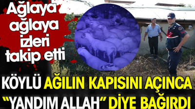 Köylü ağılın kapısını açınca "Yandım Allah" diye bağırdı. Ağlaya ağlaya izleri takip etti