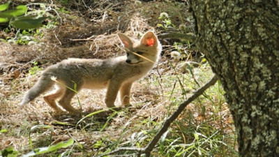 Tunceli'de tilkiler kuduza karşı havadan aşılanacak