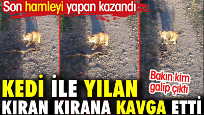 Kedi ile yılan kıran kırana kavga etti. Bakan kavgadan kim galip çıktı
