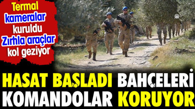 Hasat başladı bahçeleri komandolar koruyor. Termal kameralar kuruldu zırhlı araçlar kol geziyor