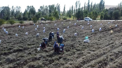 Yüksek rakımda üretiliyor kızgın güneş tatlandırıyor. Tarlada kilosu 10 TL markette 32 TL