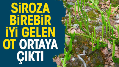 Siroza birebir iyi gelen ot ortaya çıktı