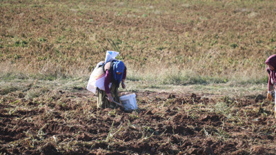 Çapasını kapan tarlaya akın etti kovaları ağzına kadar doldurdu. Toprağı eşeledikçe altından fışkırdı